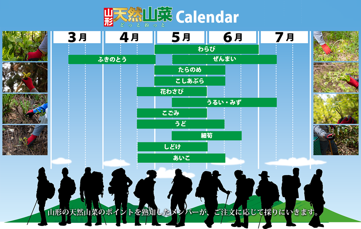 山形天然山菜どっとねっと